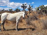 San Miguel de Allende, El Charco del Ingenio Jardín Botánico